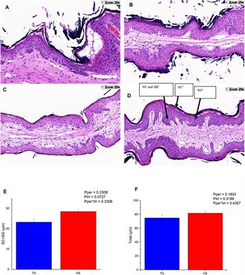 Effects of Heat Stress on the Ruminal Epithelial Barrier of Dairy Cows Revealed by Micromorphological Observation and Transcriptomic Analysis